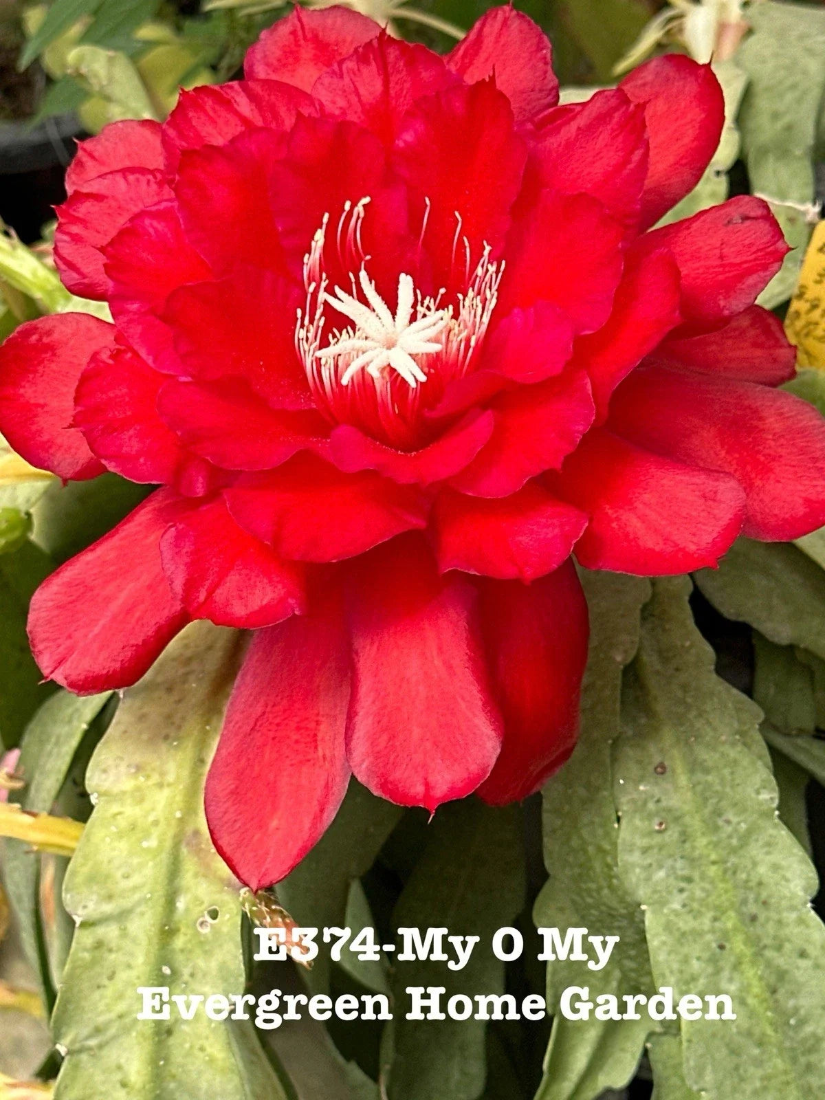 Rooted Epiphyllum Orchid Cactus "My O My" 4" Starter Pot | Indoor Tropical Houseplant | Rare Epiphyllum spp.