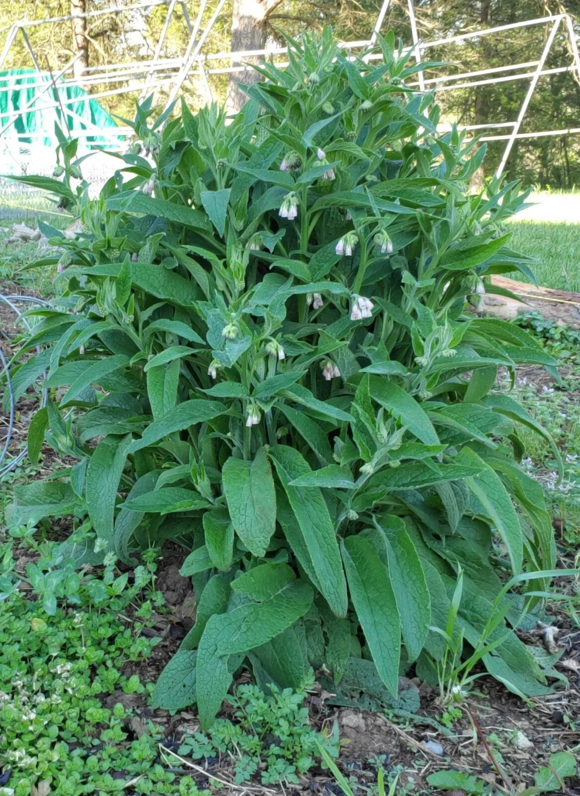 Russian Comfrey Root Cuttings – Bocking #4, Perennial Herb, Symphytum × uplandicum, Non-invasive, Live Plants, Free Shipping