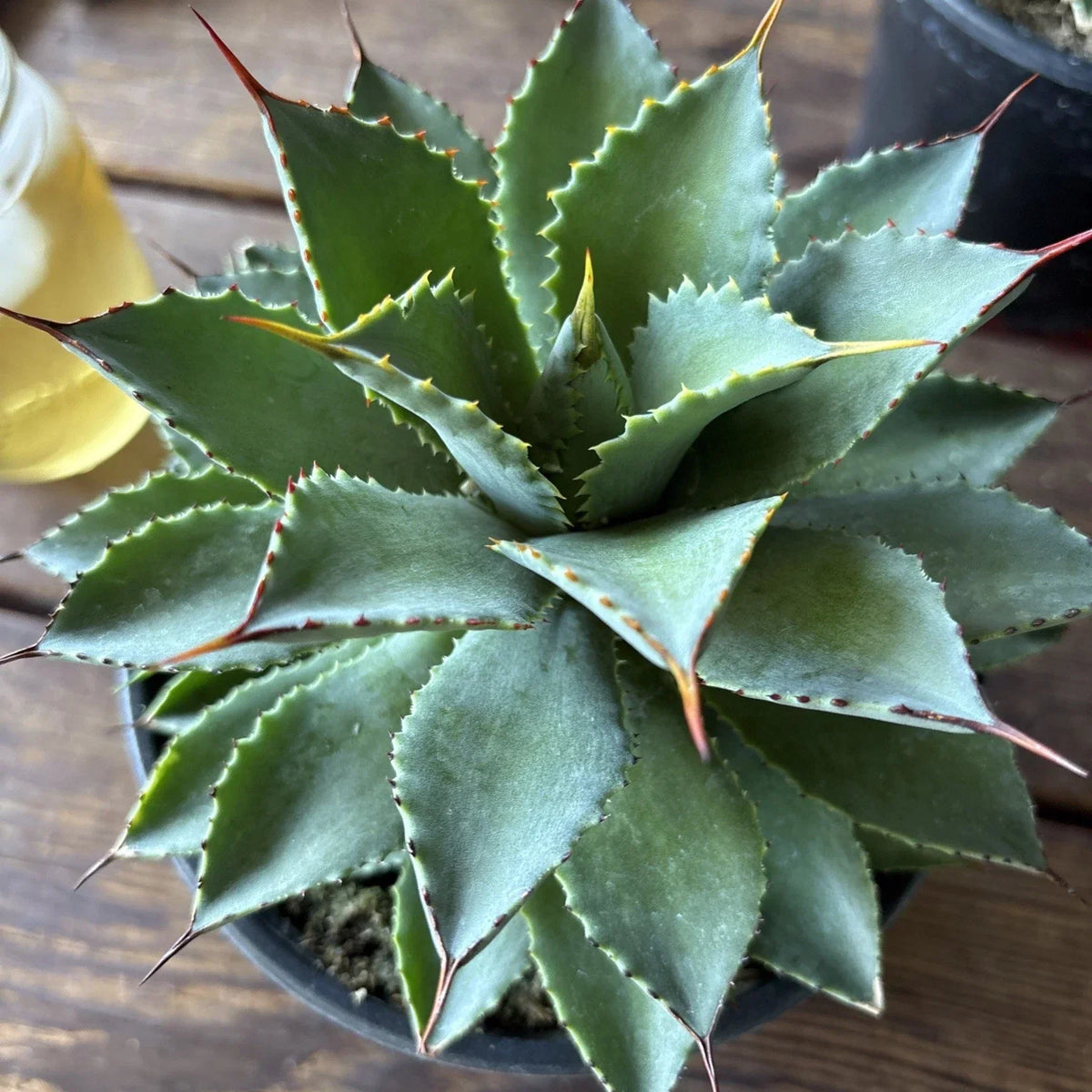 Agave Potatorum Plant 6" Rooted Succulent in Pot for Indoor & Outdoor Use