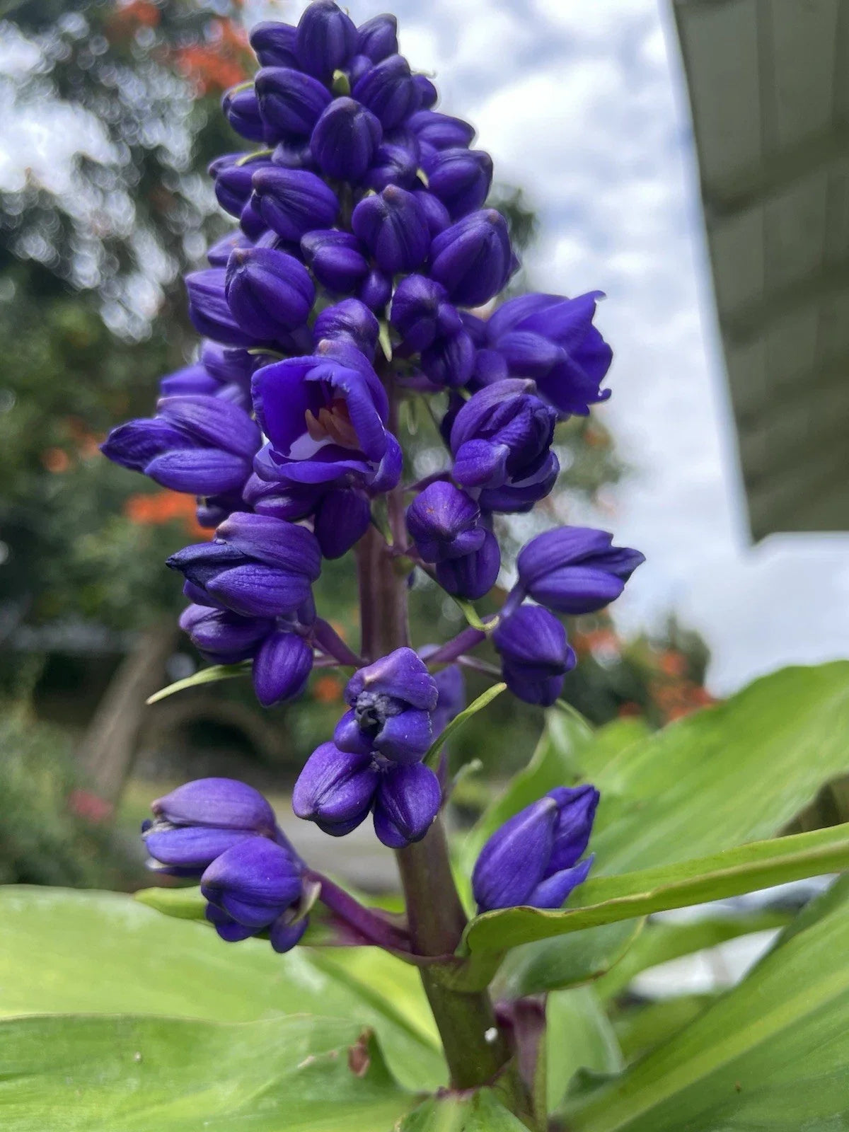 Blue Ginger Plant Cuttings - 3 Count - Dichorisandra thyrsiflora - Tropical Hawaii Grown Garden Propagation
