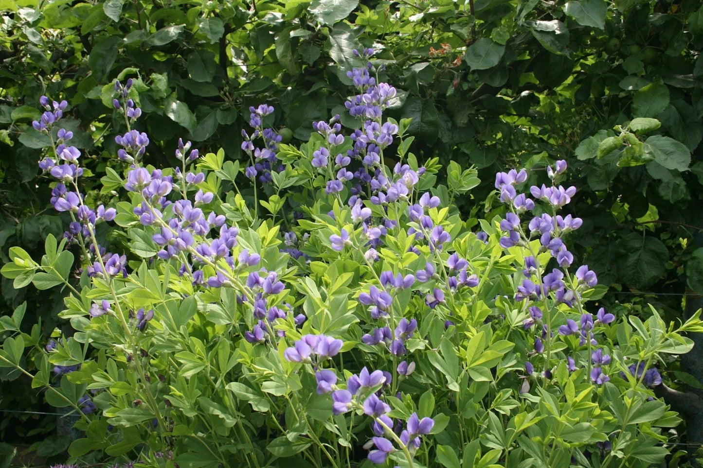 Blue Wild Indigo Seeds - 50 Count, Baptisia australis, Native Perennial Flower Seeds for Gardens and Landscapes