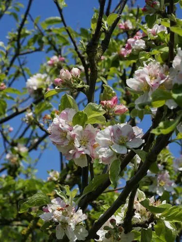 European Crab Apple Tree Seeds - Malus Sylvestris, 20 Seeds, Hardy Fruit Tree for Gardens, Crabapple Blossom, Wildlife Attracting