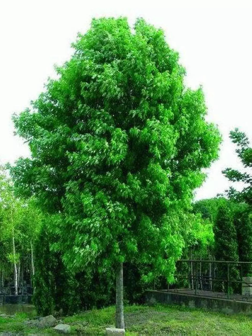 Silver Maple Tree Live Starter Plant 6-12 Inches Acer saccharinum Bare Root for Landscaping and Shade