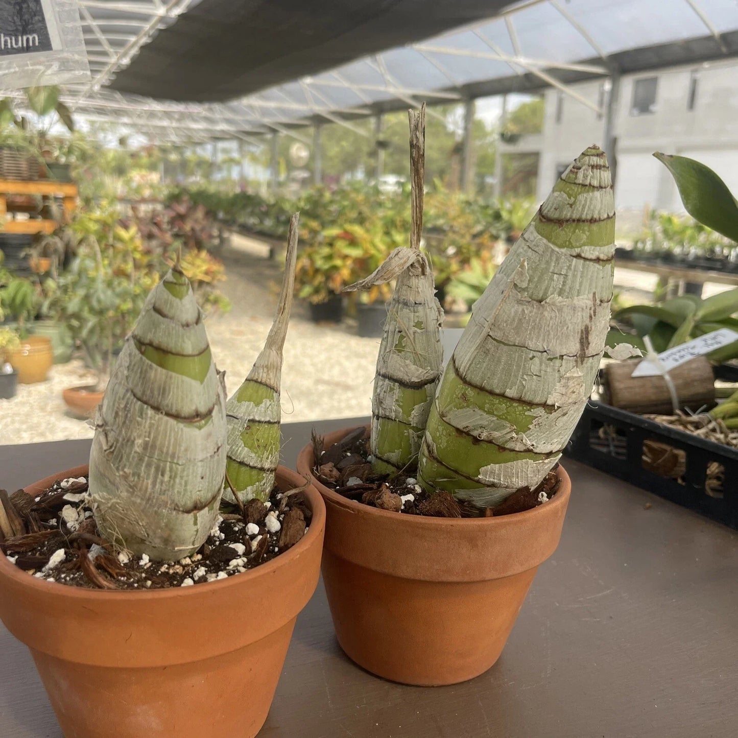 Rare Cyrtopodium Diserathum Orchid - Live Bare Root Exotic Orchid for Collectors and Indoor Gardens