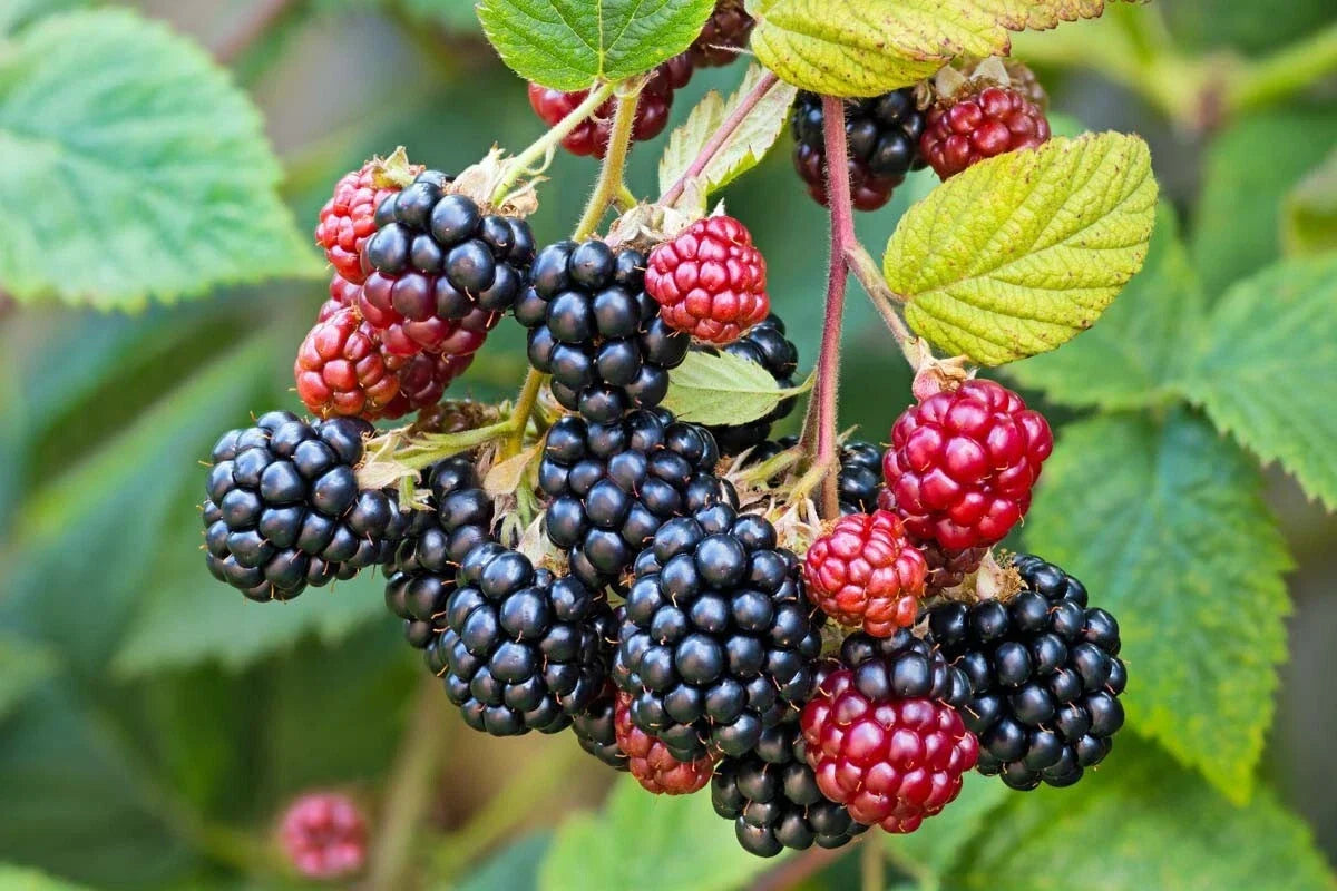 Southern Wild Blackberry Bush Live Starter Plants 3-Pack Bare Root Rubus trivialis for Home Garden, Fruit Berries, Juicy Blackberries