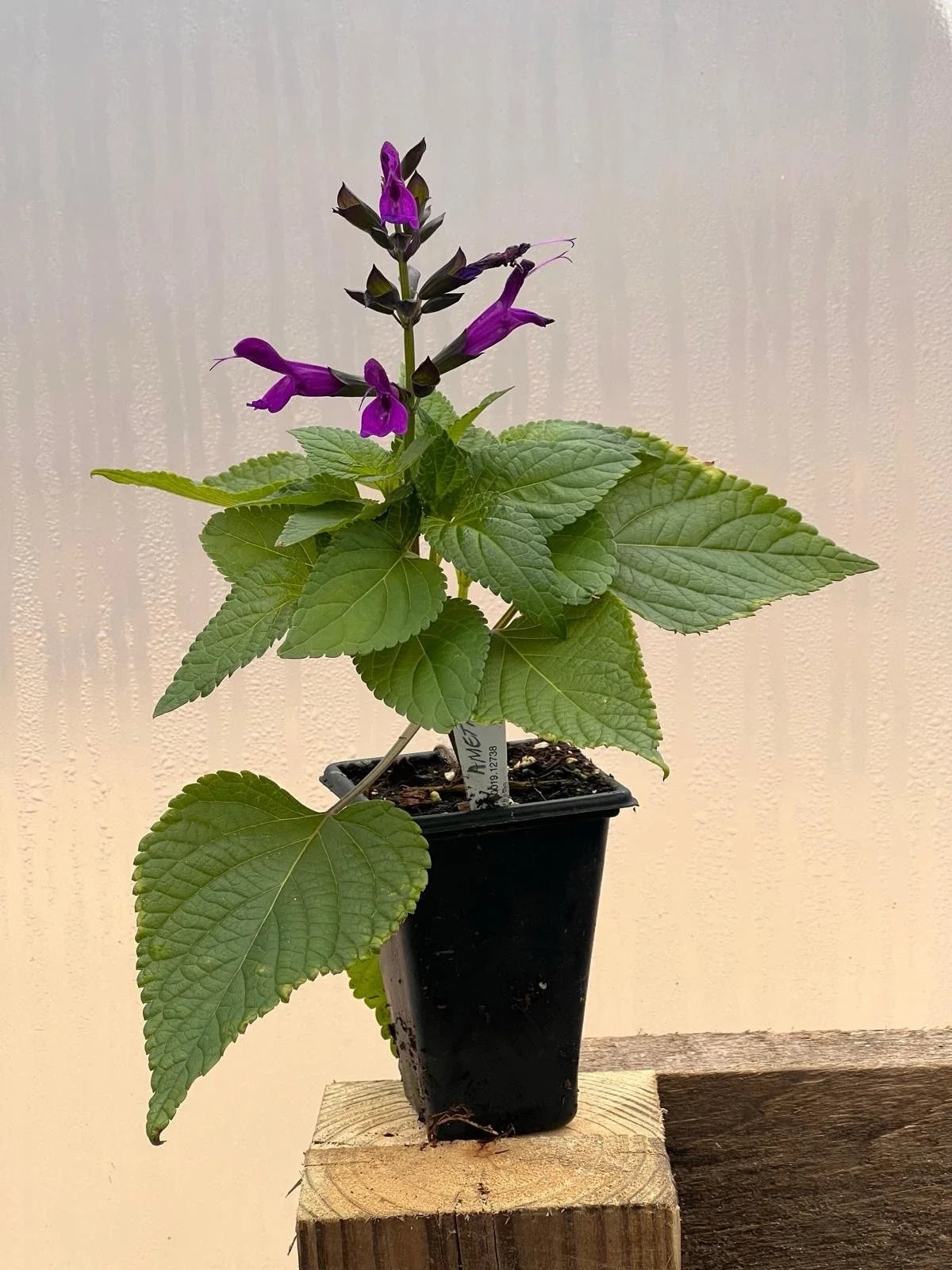 Salvia Amethyst Live Plant - 2" Pot, Purple Flowers, Meadow Sage, Perennial, Salvia nemorosa