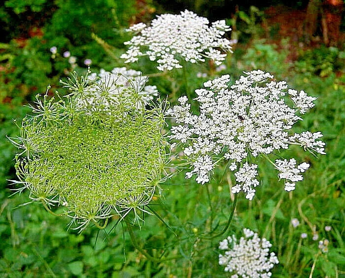 Queen Ann's Lace Seeds - Bulk Wildflower Seeds, Daucus Carota, White Flower, Hardy Wild Carrot, Pollinator Attracting, 1005 Seeds