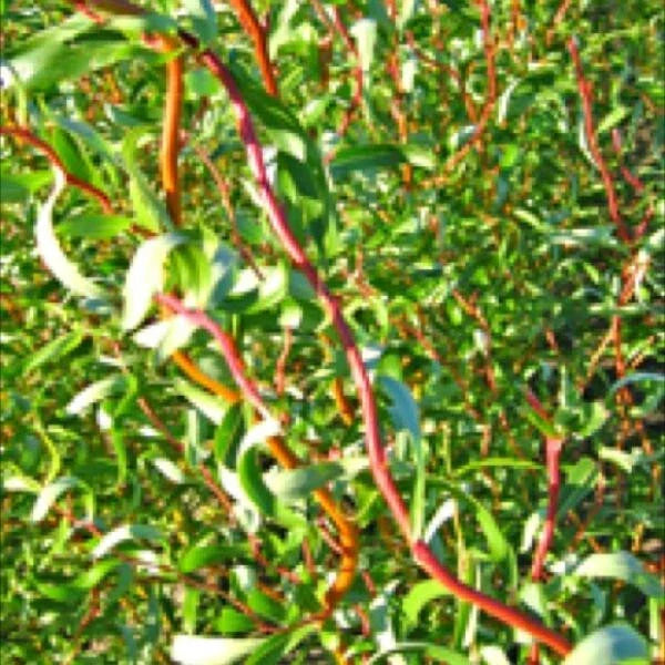 Scarlet Curls Willow Live Plant - 12+ Inches, Ornamental Salix matsudana x S. alba Tree