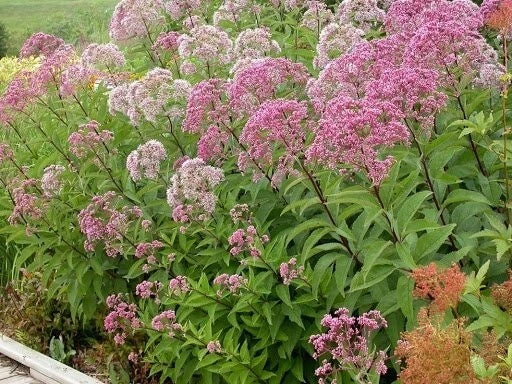 Joe Pye Weed Seeds - 200 Organic Eutrochium Seeds - USA Grown