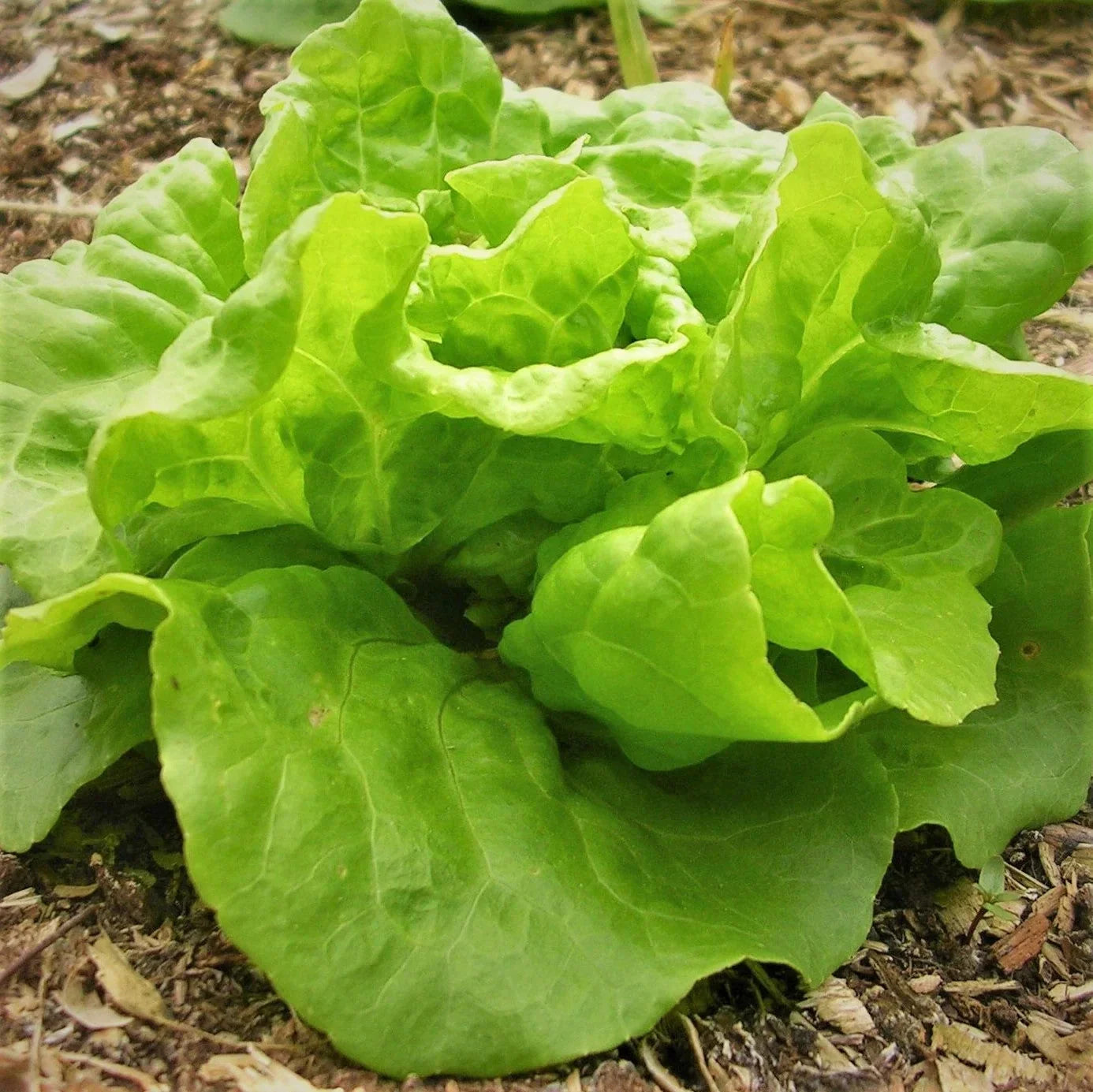 Tom Thumb Butterhead Lettuce Seeds – Organic Non-GMO Lactuca sativa for Home Gardening, Compact, Fast-Growing, 2025 Planting
