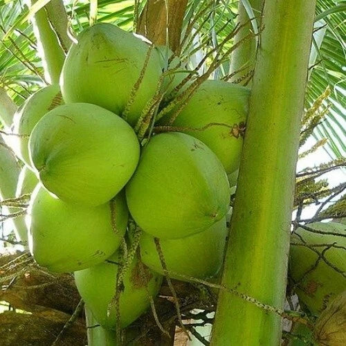 Dwarf Green Malayan Coconuts 6–8” - Rare Fresh Sprouted Seedlings - Certified Costa Rica