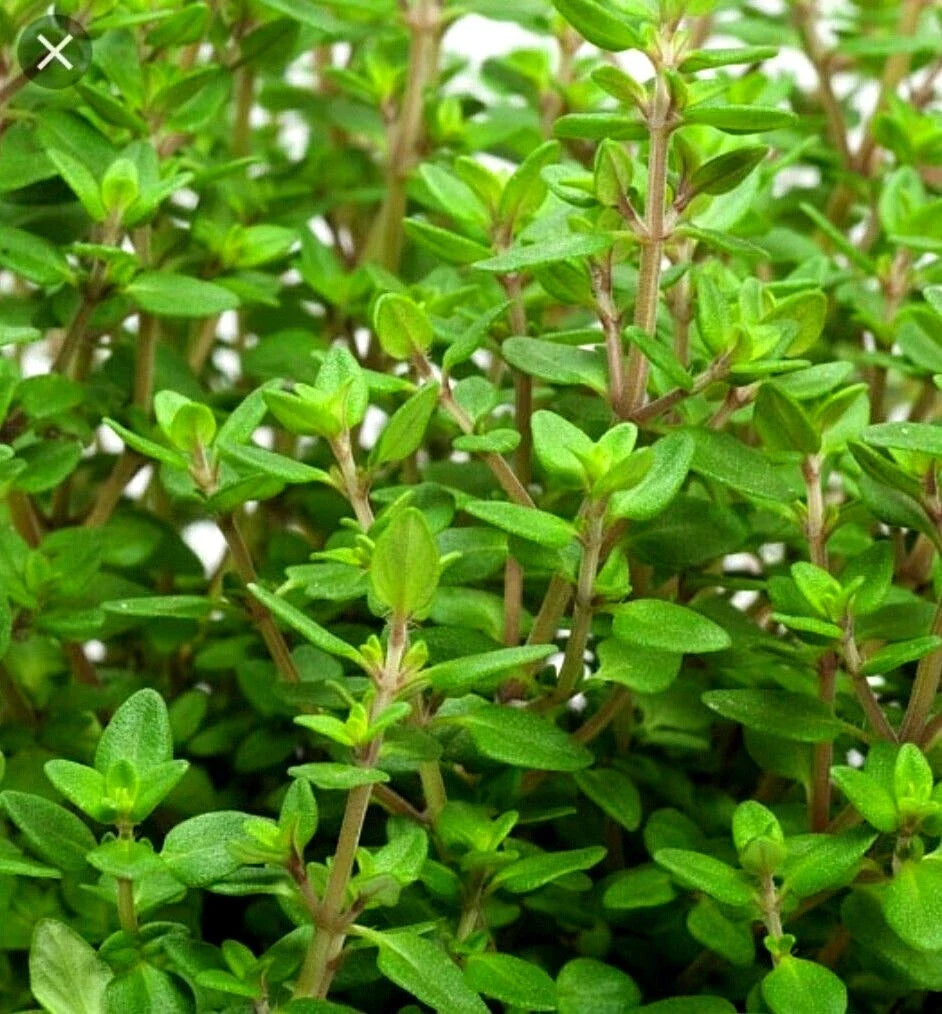 Organic Winter Thyme Herb Seeds - Thymus vulgaris, Non-GMO, Open Pollinated, Culinary, Perennial, 500 Seeds