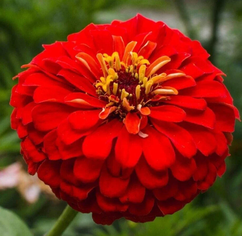 Cherry Queen Zinnia Seeds - Red Annual Flower Seeds for Butterfly Gardens - Zinnia elegans, 200+ Seeds