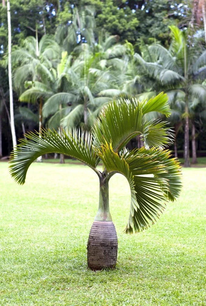 10 Bottle Palm Seeds - Hyophorbe lagenicaulis - Rare Tropical Palm Seeds for Planting
