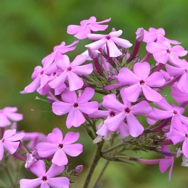 Sweet William Bulbs | 2-3 ft Tall | Pink, White, Lilac-Violet Flowers | Phlox Maculata Perennial