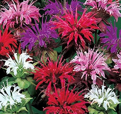Bee Balm Flower Seeds - 50 Mixed Color Monarda Didyma Pollinator-Friendly Seeds for Gardens