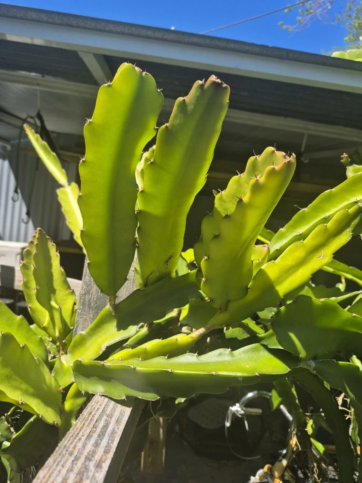 Fresh Dragon Fruit Cuttings 5-Pack | 7-Inch Hylocereus spp. | Mixed Premium Varieties | Florida Grown