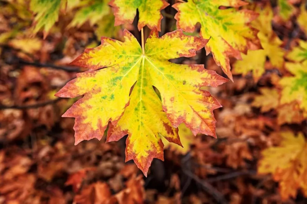 Bigleaf Maple Tree Seeds | Acer macrophyllum | Drought-Resistant Native Tree Seeds for Planting, Landscaping