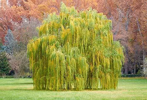 Golden Weeping Willow Tree Cutting - Salix babylonica 'Golden' - Ready to Plant for Garden Privacy & Shade