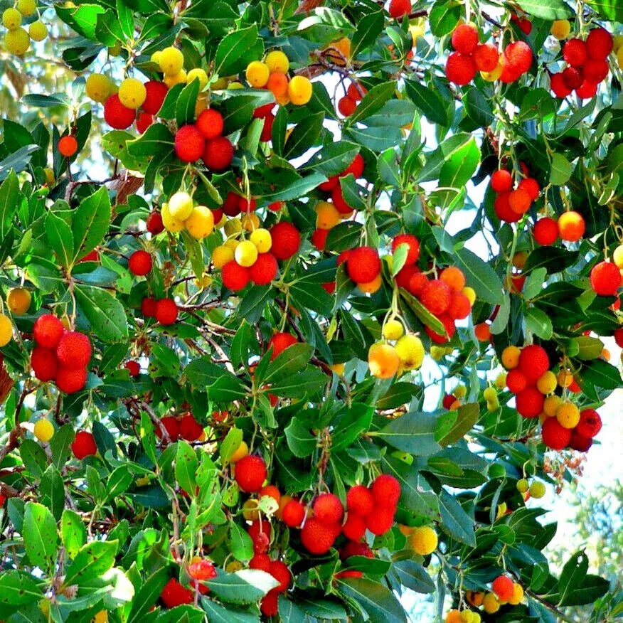 Strawberry Tree Seeds - Arbutus Unedo Irish Killarney Variety - Rare Garden Fruit Plant
