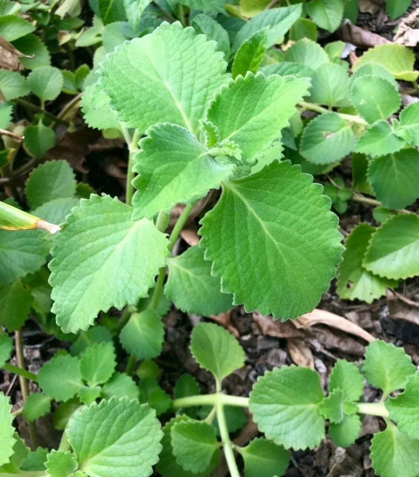 Cuban Oregano Cuttings - 8 Unrooted Pieces of Mexican Mint Coleus amboinicus for Easy Propagation