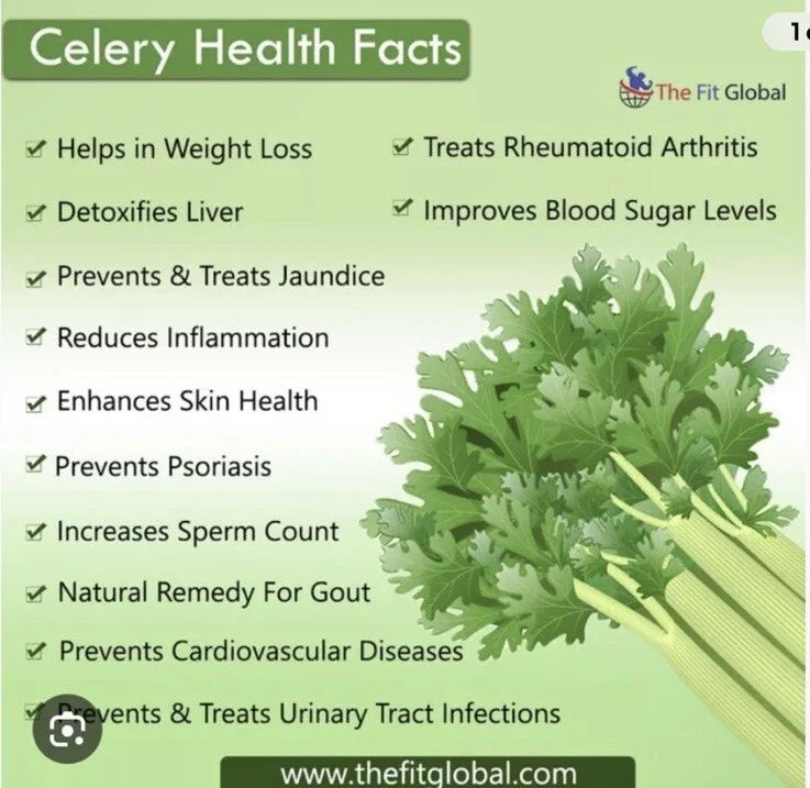 Tall Utah Celery Seeds - Non-GMO, Open Pollinated, Apium graveolens, 1500+ Seeds for Home Garden & Culinary Use