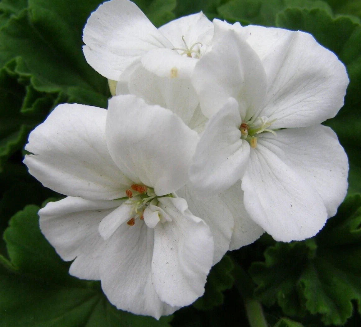 Geranium Pelargonium Zonal Cuttings 6" Live Plant Climbing White Flowers Evergreen