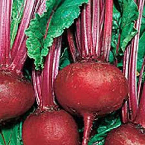 Beet Seeds 500 Count - Detroit Dark Red Heirloom Non-GMO Beta vulgaris for Home Gardening