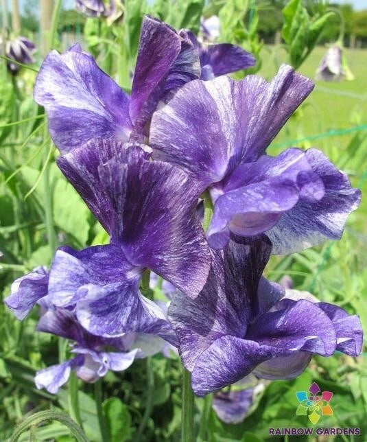 Mr. P Sweet Pea Seeds 50 Pack - Fragrant Climbing Flower Lathyrus odoratus for Garden, Trellises & Containers