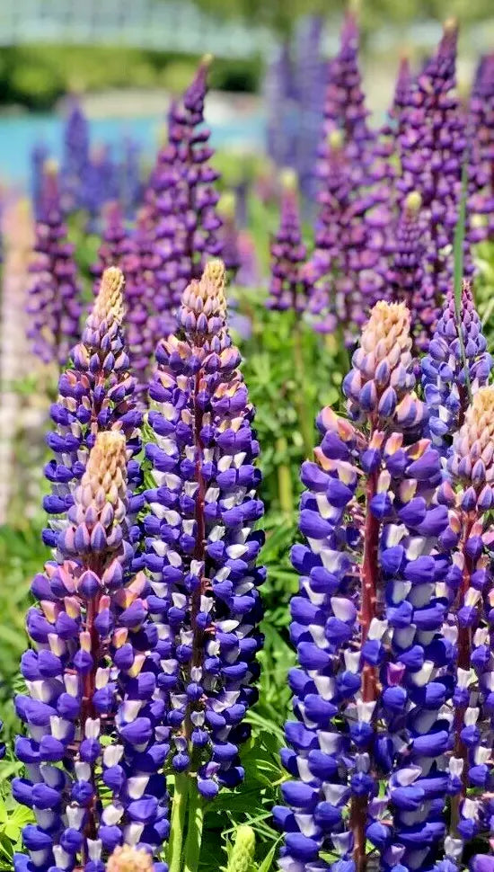 Tall Blue and White Lupine Seeds - 50 Pack, Easy to Grow Perennial, Non-GMO, Lupinus polyphyllus, Garden Flower Seeds