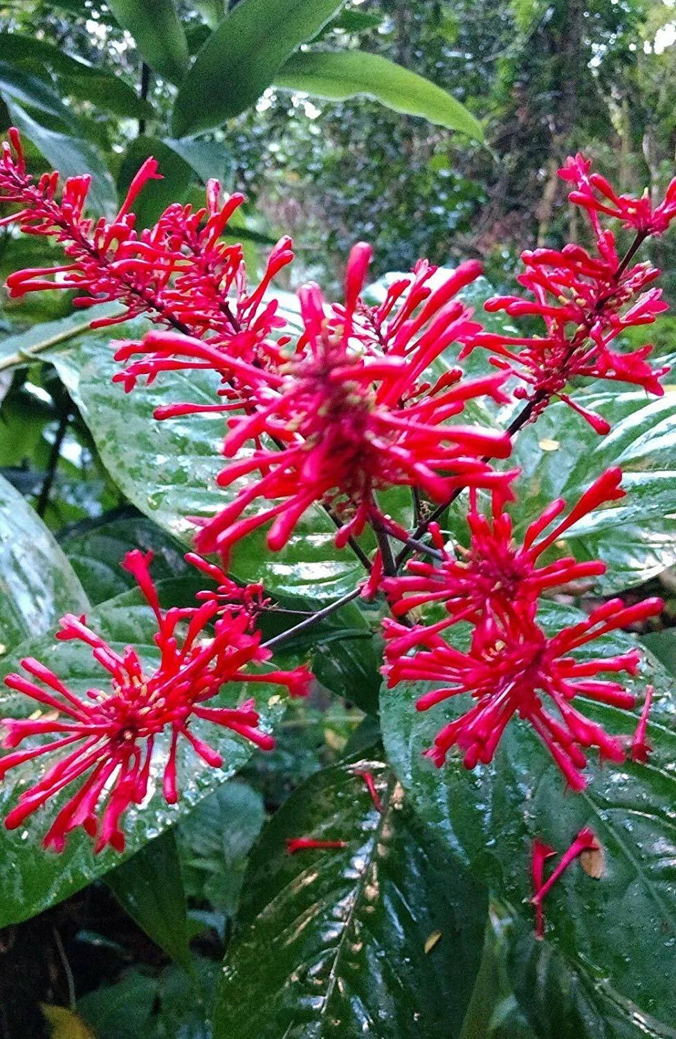 Fire Spike Red Plant - Odontonema strictum Rooted Starter - Hummingbird Attracting Perennial