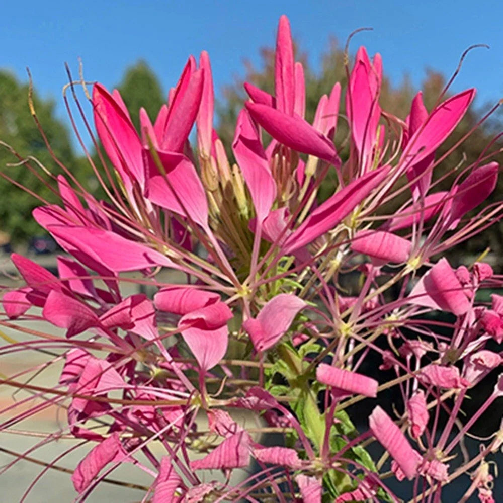Cerise Spider Seeds - 100 Pack Clome Spinosa Perennial Flower Seeds for Butterflies & Bees, Full Sun, Easy to Grow