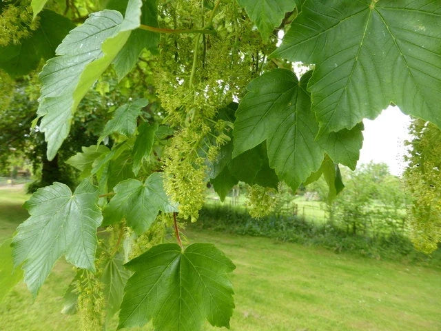 American Sycamore Seeds - 100 Count Platanus occidentalis Native Tree Seeds for Planting & Landscaping