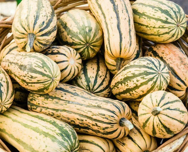 Delicata Squash Seeds 20 Ct - Winter Vegetable Garden Variety - Cucurbita pepo