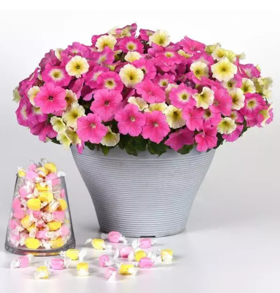 Petunia E3 Easy Wave Sweet Taffy Mix Plugs - 10 Live Annual Plants in Pink Cosmo, Yellow & Rose Morn