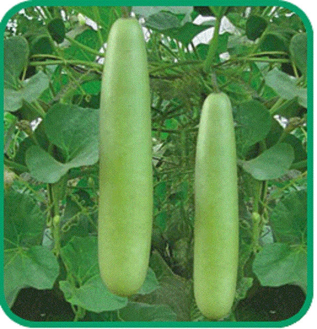 Calabash Bottle Gourd Seeds - Med-Long Edible Lauki Dudhi Opo - Asian Variety