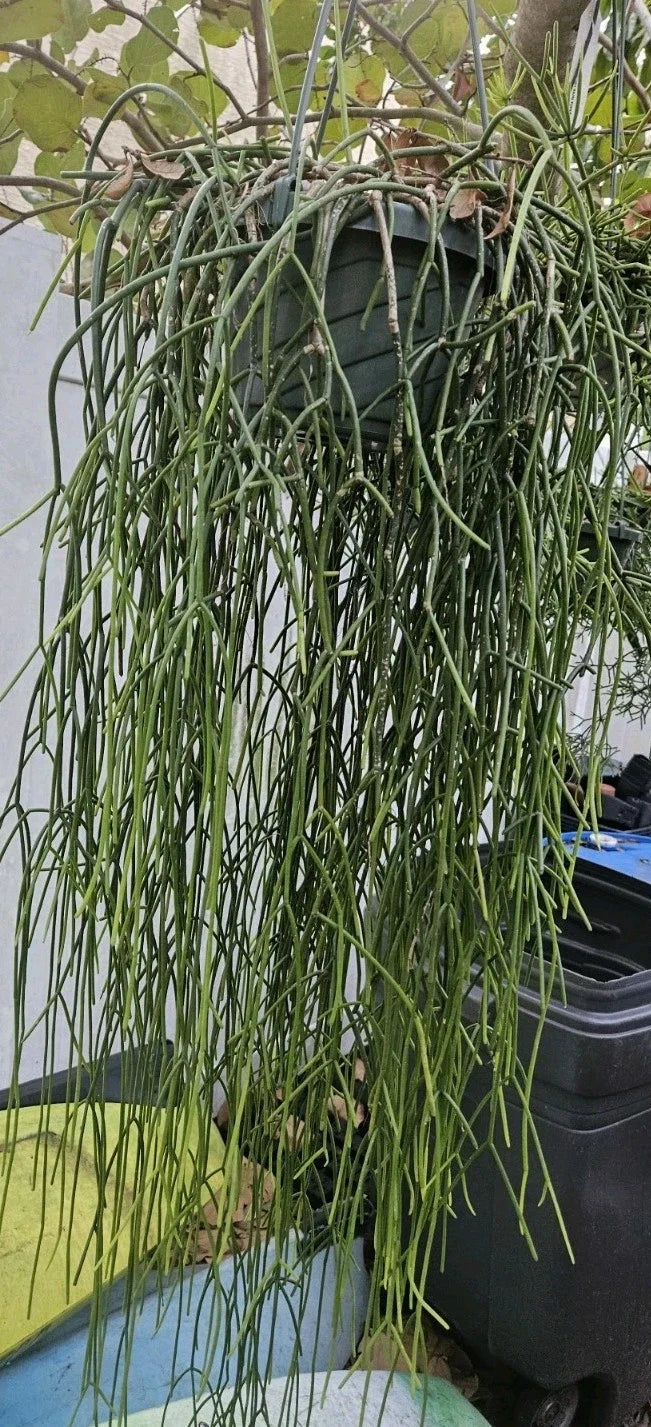 Rhipsalis baccifera ssp. baccifera Cuttings – 6 Epiphytic Cactus Propagation Plants with White Blooms