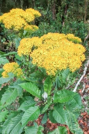 Jessea Multivenia Seeds - Exotic Tropical Shrub for Garden, Patio, or Border Planting - 30 Pack