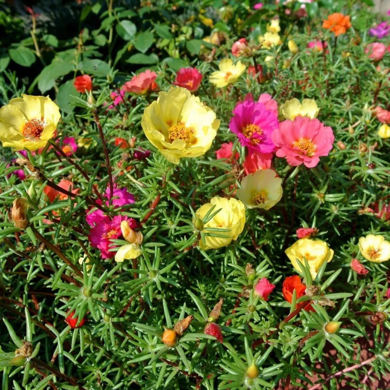 Purslane Seeds 1,000+ Non-GMO Green Garden Seeds for Culinary Use Portulaca oleracea