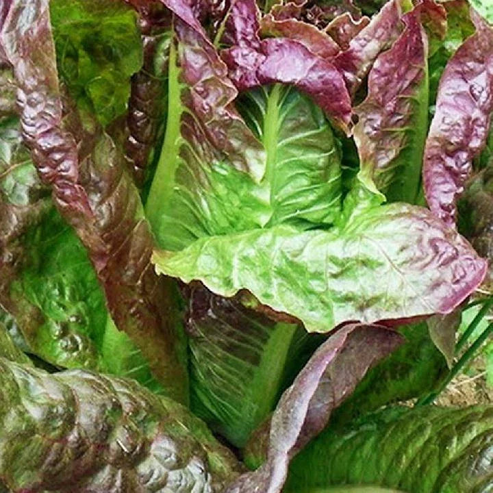 Red Romaine Lettuce Seeds - NON-GMO Caesar Salad Variety, Multiple Sizes