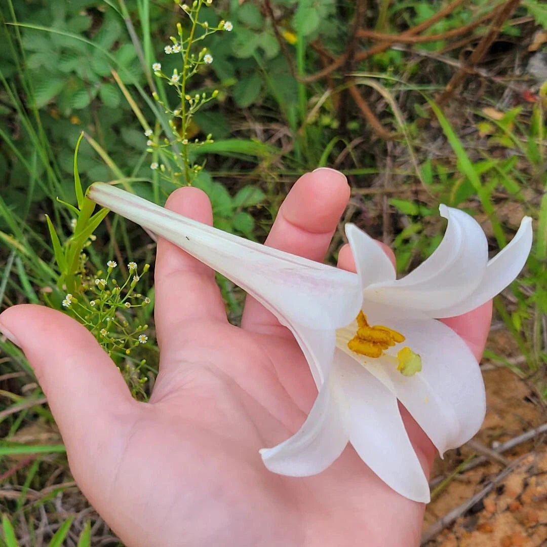 Philippine Lily Seeds 25 Count | White Flower Lilium Philippinese | Florida Wildflowers