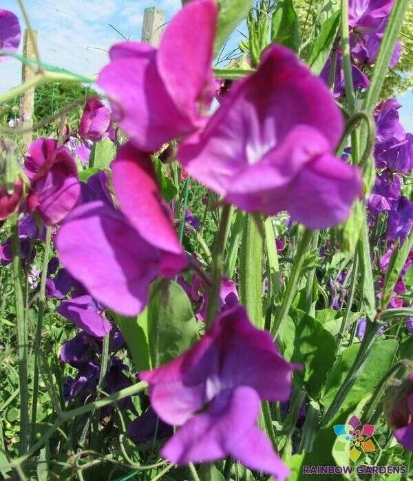 Violet Queen Sweet Pea Seeds – Climbing Flower Seeds – Fragrant Violet Blooms – Lathyrus odoratus – Garden Planting, USA