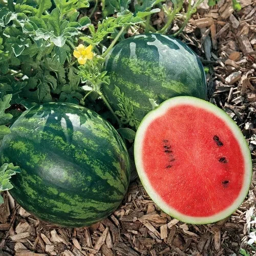Mini Love Watermelon Seeds - 50+ Pack for Container Gardening, Citrullus lanatus, Small Sweet Watermelons, USA Grown, Free Shipping
