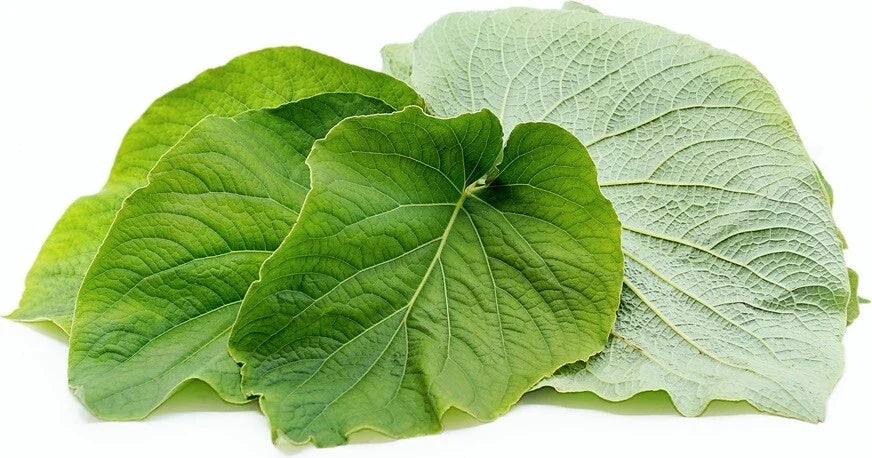 Rooted Piper Auritum Mexican Pepperleaf Herb - Aromatic Hoja Santa for Culinary Gardens