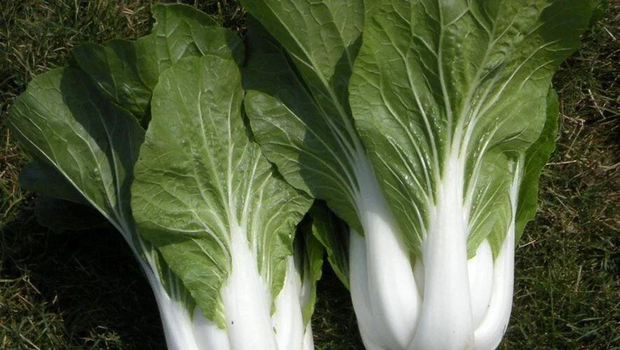 200+ Heirloom Pak Choi White Stem Cabbage Seeds - Non-GMO Brassica rapa