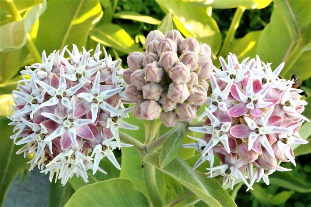 Showy Milkweed Seeds 50 Pack - Asclepias speciosa Native Pollinator Plant Butterfly Attractor Wildlife Friendly