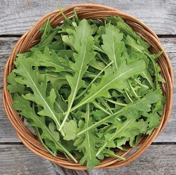 Arugula Seeds for Planting, 50 Count, Fast Growing, High Yield, Eruca vesicaria, Leafy Greens, Salad Greens