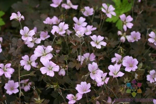 Dusky Rose Geranium Seeds - Pelargonium spp. - 25+ Pack for Garden Planting, Pollinator Attracting, Easy to Grow