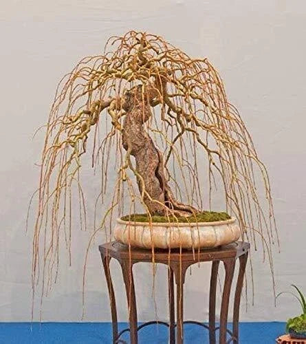 Golden Curls Willow Tree Cutting - Live Bonsai Plant - Salix babylonica 'Golden Curls' - Unique Curled Foliage