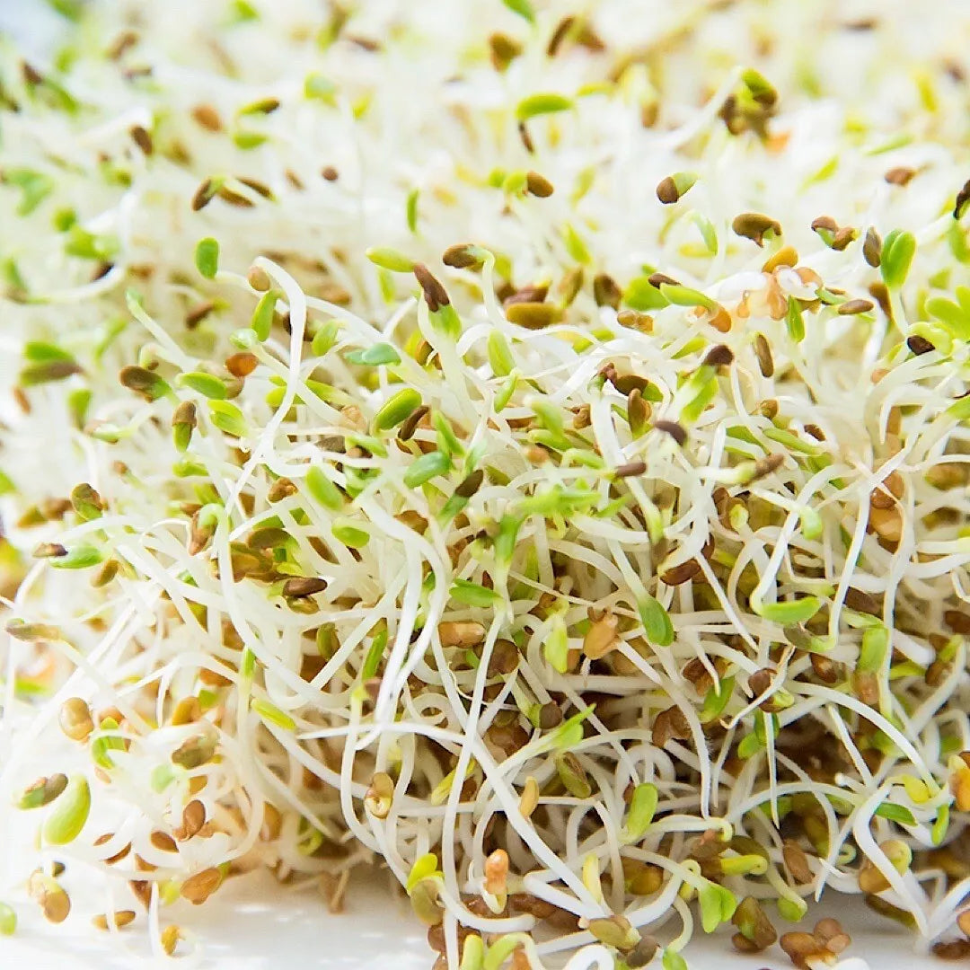 Alfalfa Sprouting Seeds 1500+ Count | NON-GMO Organic Medicago sativa | USA